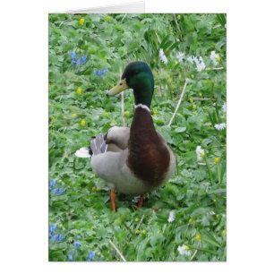The Duck