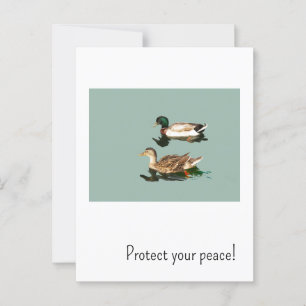 The ducks. Protect your peace Postcard