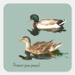 The ducks. Protect your peace Square Sticker