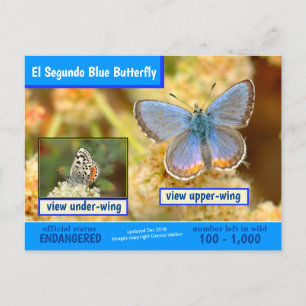 The El Segundo Blue Butterfly is endangered Holiday Postcard