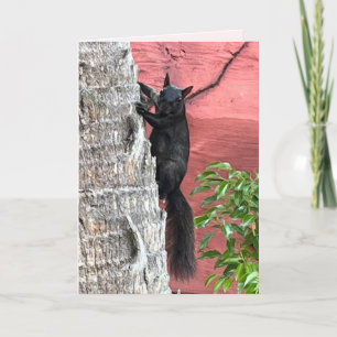 The Elusive Black Squirrel Folded Greeting Card