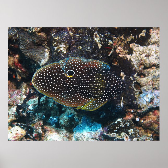 The Elusive Comet Poster (Front)