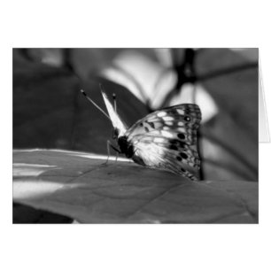 "The Emerging One" Butterfly Photography