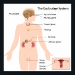 The endocrine system Poster<br><div class="desc">Major endocrine organs : hypothalamus, pineal gland, pituitary gland , thyroid, thymus, pancreas, adrenal, testes in male and ovaries in female. Scientifically accurate. Great for school science lab, doctor offices, clinic, hospital, ... for educational purposes. Vector file scaleable to any size without losing resolution. Check out my store for more...</div>