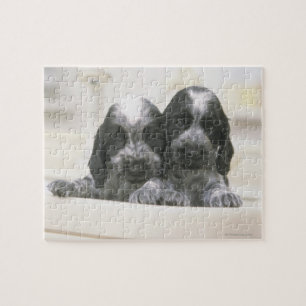 The English Cocker Spaniel is a breed of dog. It Jigsaw Puzzle