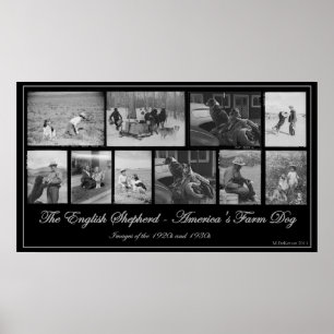 The English Shepherd - America's Farm Dog Poster