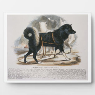 The Esquimaux Dog (Canis familiaris) educational i Plaque