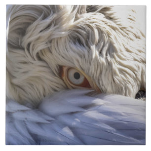 The Eye of a Pelican Ceramic Tile