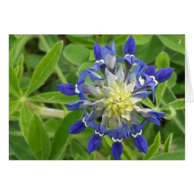 The Eye of Texas (Front Horizontal)