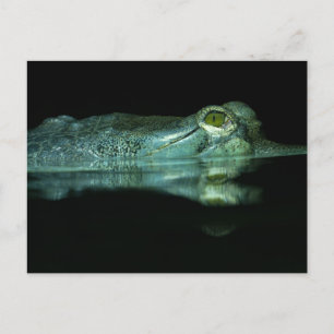 The Eye Of The Gharial Postcard