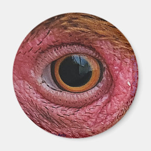 "The Eyes Have It" Chicken Eye #1 Magnet