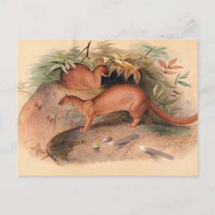 The Eyra by Joseph Wolf Postcard