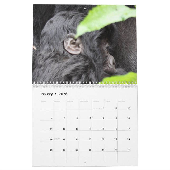 The Face of the Mountain Gorilla/ No US Holidays Calendar (Jan 2026)