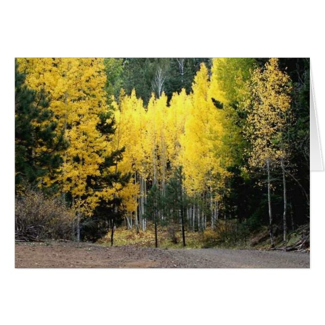 The fall colours were GREAT (Front Horizontal)