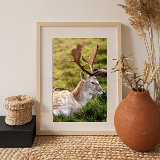 The Fallow Deer of the Glen Photo Print