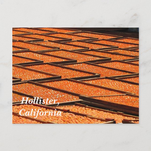 The Famous Apricots of Hollister, California Postcard (Front)
