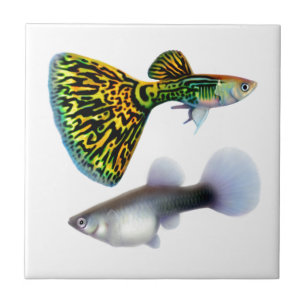 The Fancy Fantail Guppies Tile