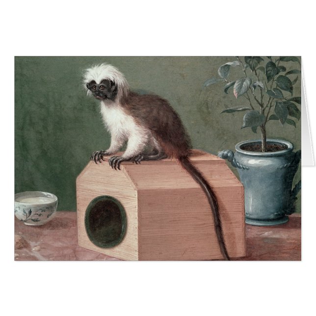 The Favourite Monkey of Carl Linnaeus (Front Horizontal)