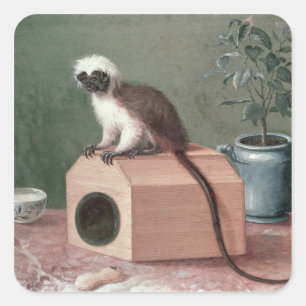 The Favourite Monkey of Carl Linnaeus Square Sticker
