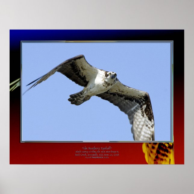 the Feathery Eyeball Poster (Front)