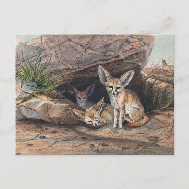 The Fennec Fox by Joseph Wolf Postcard (Front)