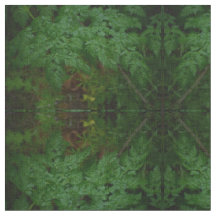 The Ferns