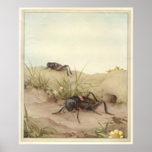 THE FIELD CRICKET - Insect Book Illustration Poster