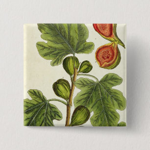 The Fig Tree, plate 125 from 'A Curious Herbal', p 15 Cm Square Badge