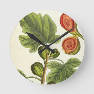 The Fig Tree, plate 125 from 'A Curious Herbal', p Round Clock