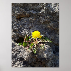 The fighter, dandelions on the rock poster