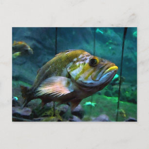 The Fish Postcard