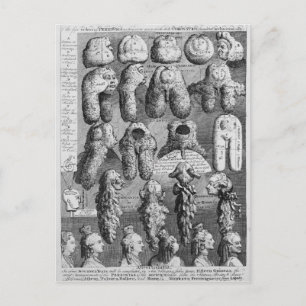 The Five Orders of Perriwigs, 1761 Postcard