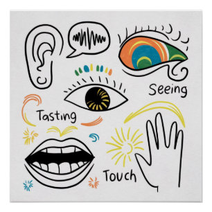 The Five Senses Poster
