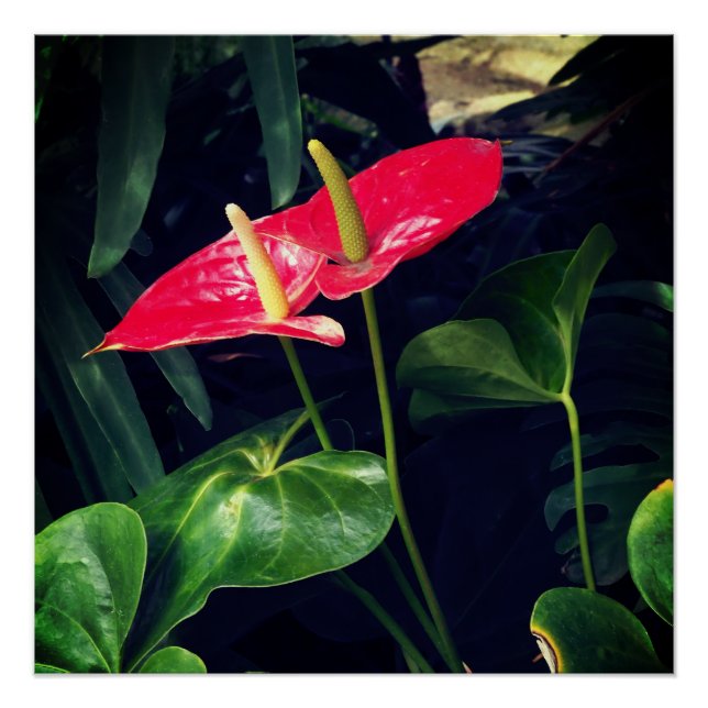 The Flamingo plant  Poster (Front)