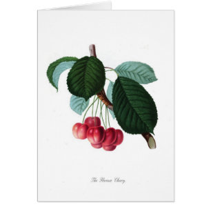 The Florence cherry