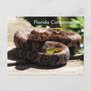 The Florida Cottonmouth - Learning Postcard