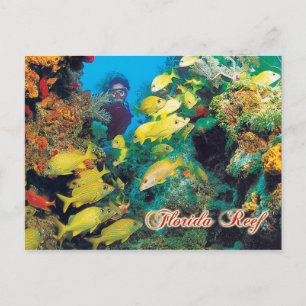 The Florida Reef in the Florida Keys Postcard