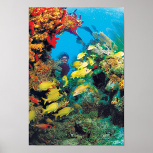 The Florida Reef in the Florida Keys Poster