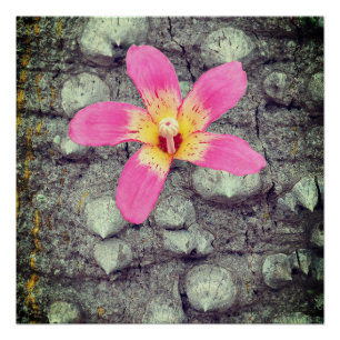 The floss silk tree. Ceiba speciosa. Poster
