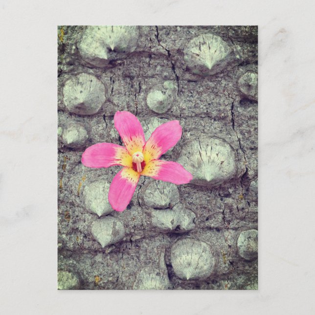 The floss silk tree. Ceiba speciosa. Poster Holiday Postcard (Front)