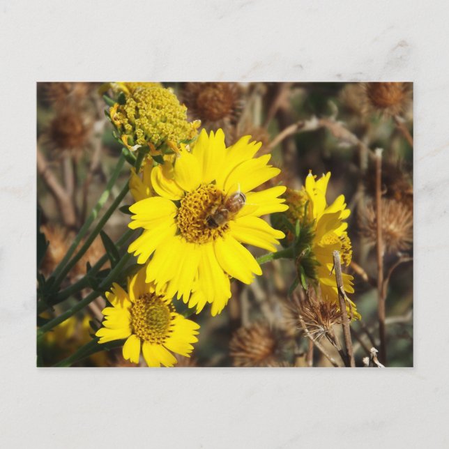 The Flower and the Bee Postcard (Front)