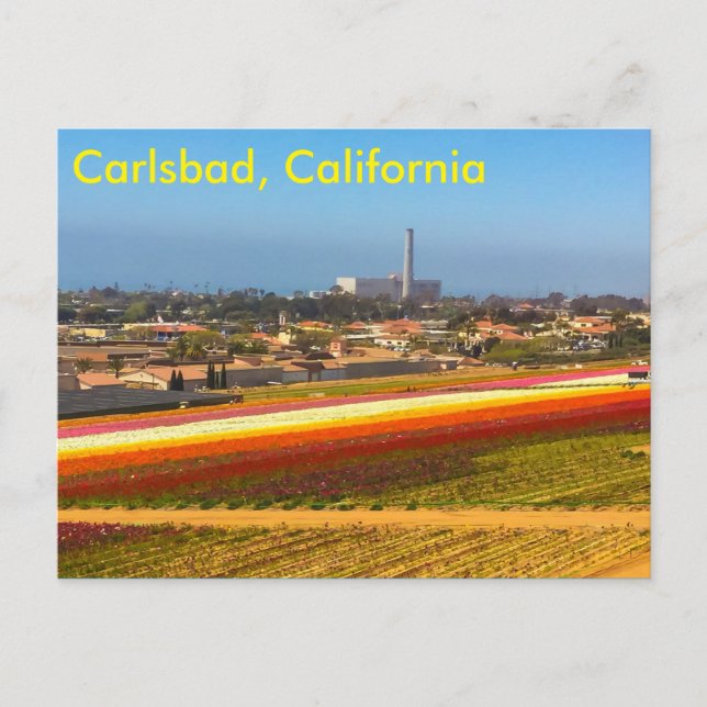 The flower fields postcard (Front)