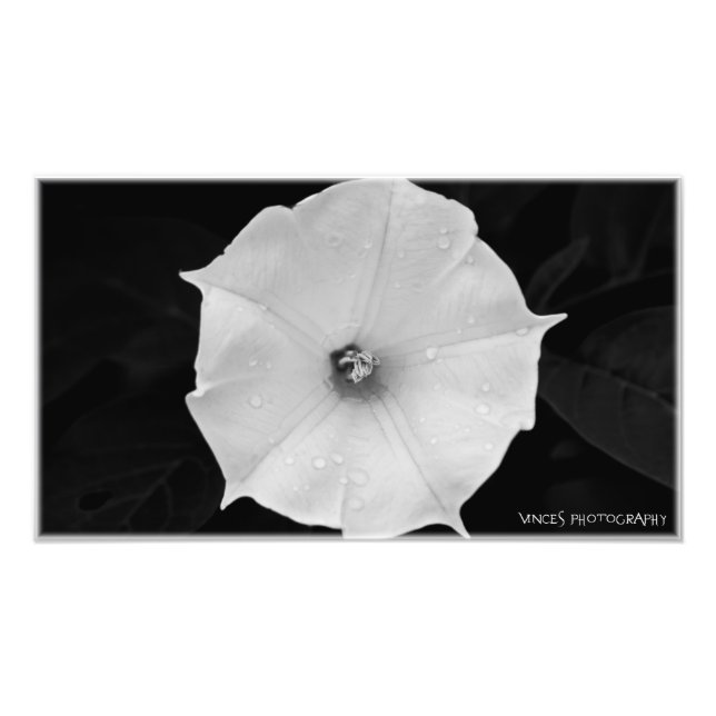 The Flower Photo Print (Front)