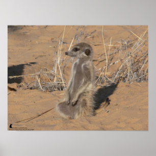 The Fluffernutter Collection - Sunning Poster