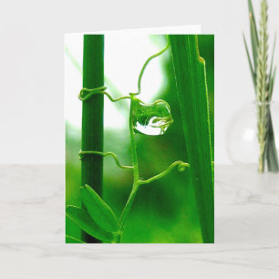 The Fool, Tarot in Nature, New Beginnings Card