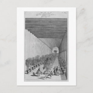 The forcing-house, from 'De Nederlandze Hesperides Postcard