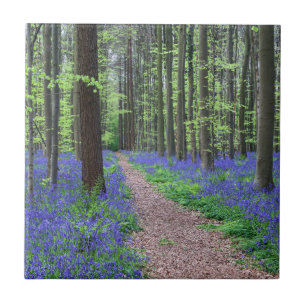 The Forest of Halle Halle, Belgium Ceramic Tile