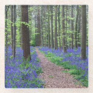 The Forest of Halle Halle, Belgium Glass Coaster