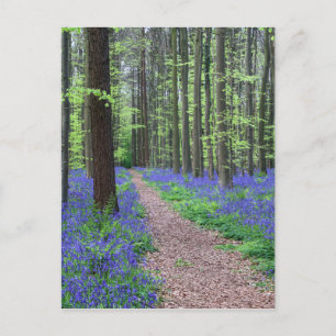 The Forest of Halle   Halle, Belgium Postcard