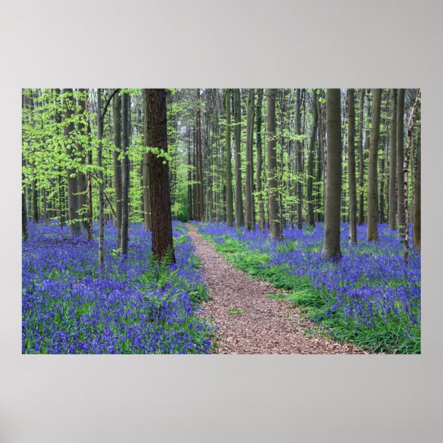 The Forest of Halle | Halle, Belgium Poster (Front)